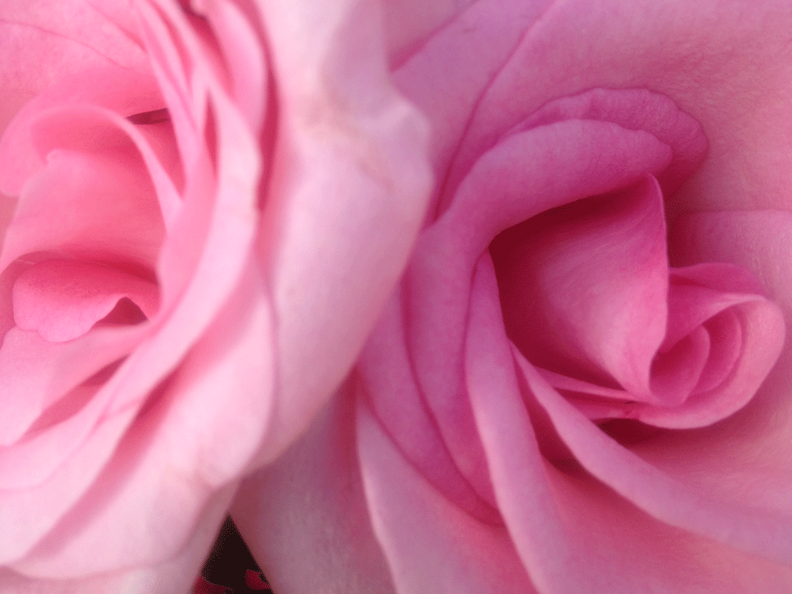 Pink Roses close up