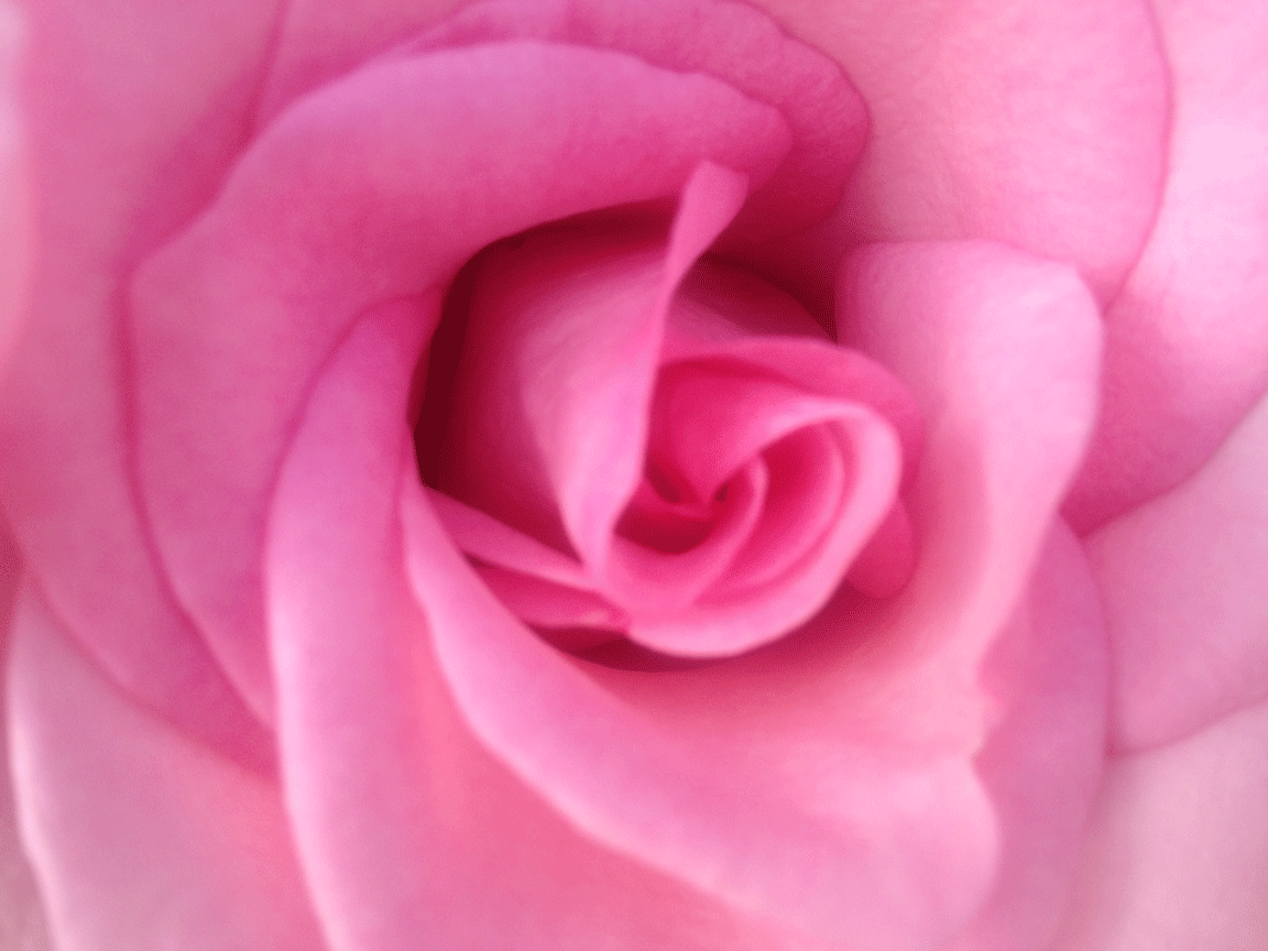 Pink Rose close up