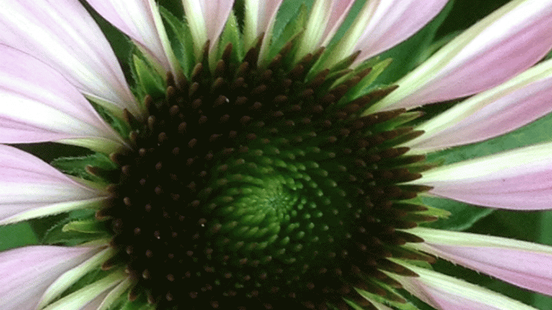 Wild Flower close up