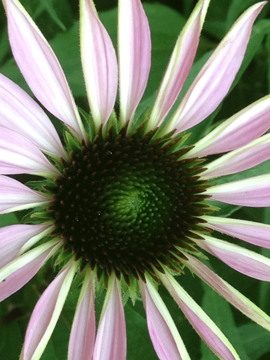 Wild Flower close up
